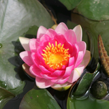 Nymphaea Attraction Water Lily