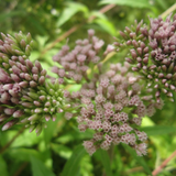 Eupatorium Cannabinum Hemp Agrimony 