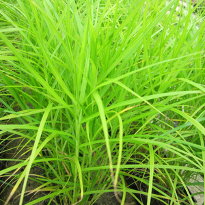 Carex Muskingumensis Musk Sedge