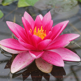 Nymphaea Attraction Water Lily