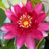 Nymphaea Perrys Baby Red Water Lily