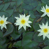 Nymphaea Pygmaea Helvola Water Lily