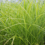 Carex Muskingumensis Musk Sedge