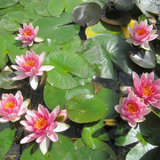 Nymphaea Attraction Water Lily