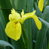 Iris Pseudacorus Yellow Flag