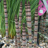 Equisetum Hyemale Rough Horsetail