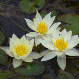 Nymphaea Pygmaea Helvola Water Lily