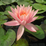 Nymphaea Colorado Water Lily