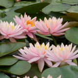 Nymphaea Colorado Water Lily