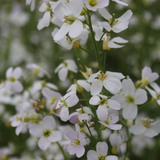 Cardamine Pratensis Cuckoo Flower