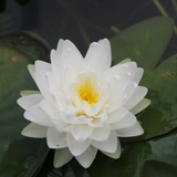 Nymphaea Gonnere Water Lily 