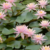 Nymphaea Colorado Water Lily