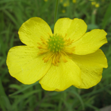 Ranunculus Flammula Lesser Spearwort 