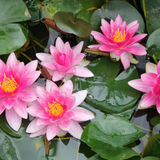 Nymphaea Attraction Water Lily