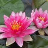 Nymphaea Charles de Meurville Water Lily | Real Reptiles