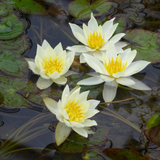 Nymphaea Pygmaea Helvola Water Lily