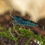 Blue Rili Shrimp Neocaridina Heteropoda