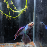 Male Betta Siamese Fighter Fish (#8)