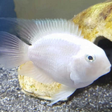 White Parrot Cichlid 1-2"