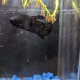 Male Betta Siamese Fighter Fish (#1)