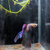 Male Betta Siamese Fighter Fish (#8)