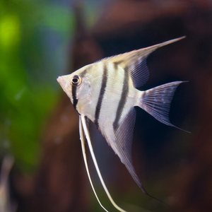 Zebra Angel Fish Angelfish