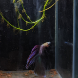 Male Betta Siamese Fighter Fish (#8)