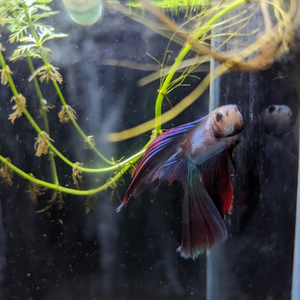 Male Betta Siamese Fighter Fish (#8)