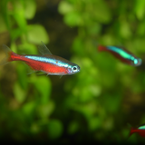 Cardinal Tetra