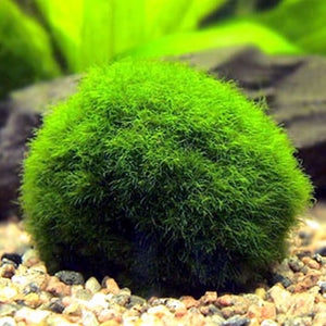 Marimo Moss Ball 6-8cm